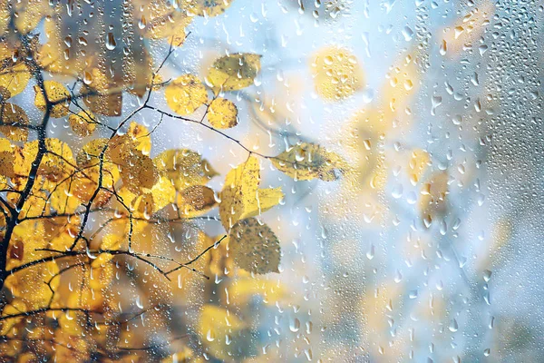 Rain Window Autumn Park Branches Leaves Yellow Abstract Autumn Background — Stock Photo, Image