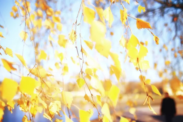 Gele Bladeren Bokeh Seizoensgebonden Achtergrond Mooie Herfst Bladeren Gele Takken — Stockfoto