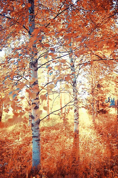 landscape in the autumn park / concept nature seasonal landscape season, autumn, forest, trees Indian summer