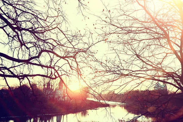 dalları sarı arka plan / soyut mevsimsel arka plan düşen güzel fotoğraf yaprakları bırakır bırakır