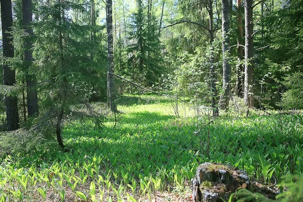 春季森林景观季节性 绿色背景树木在森林中 新鲜的春天阳光明媚的自然景观 生态概念 — 图库照片