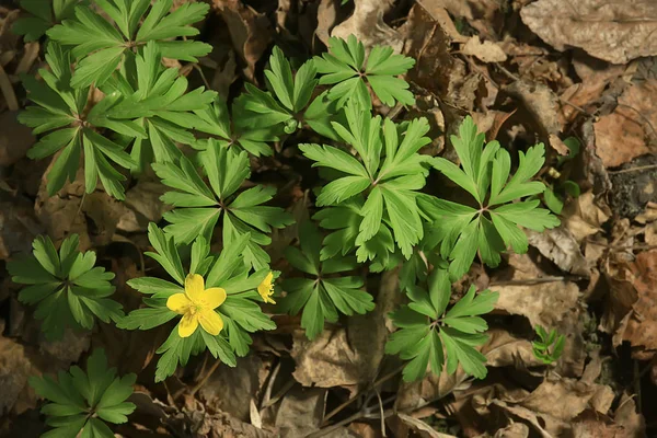 Fleurs Sauvages Vue Dessus Fond Abstrait Fond Saisonnier Été Petites — Photo