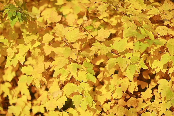 Foglie Gialle Bokeh Sfondo Stagionale Belle Foglie Autunnali Rami Gialli — Foto Stock