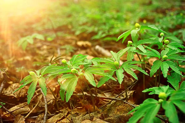 Groen Gras Verlaat Top Uitzicht Wildveld Zomer Jungle Forest Gras — Stockfoto