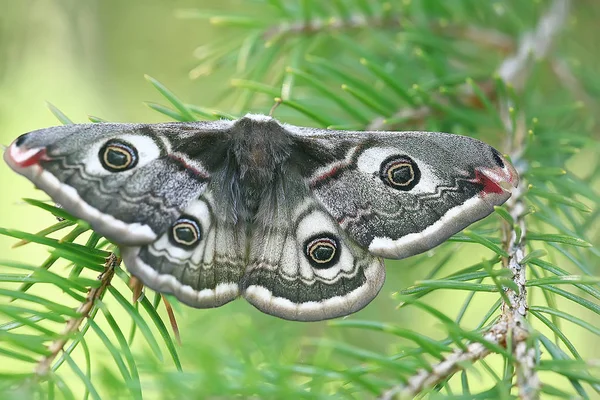蝶孔雀目夜行性 昆虫美しい蝶孔雀目 野生で — ストック写真
