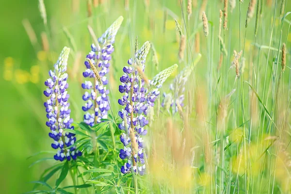 Lupiny Poli Léto Květiny Fialové Divoké Květiny Příroda Krajina Poli — Stock fotografie