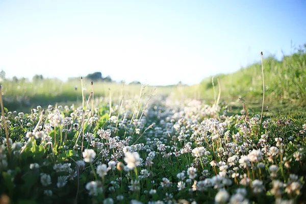 Άγρια Αγριολούλουδα Πεδίο Φύση Τοπίο Αφηρημένη Όψη Φόντο Καλοκαίρι Λουλούδια — Φωτογραφία Αρχείου