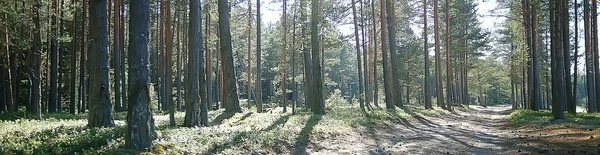 Lente Bos Landschap Seizoensgebonden Groene Achtergrond Bomen Het Bos Frisse — Stockfoto