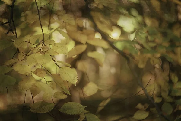 Äste Von Herbstbäumen Abstrakter Hintergrund Herbstlandschaft Gelbe Blätter Bäumen Himmel — Stockfoto