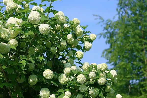 Viburnum Bulbanesh Blütenstände Auf Büschen Garten Garten Sträucher Von Viburnum — Stockfoto