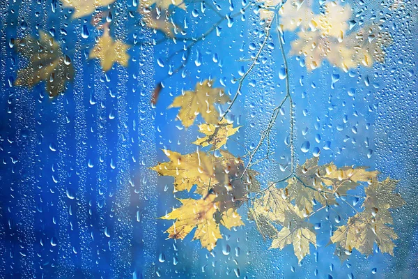 rain window autumn park branches leaves yellow / abstract autumn background, landscape in a rainy window, weather October rain