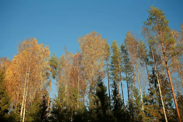 Herfst Landschap Het Park Seizoensgebonden Geel Landschap Zonnig Park Met — Stockfoto