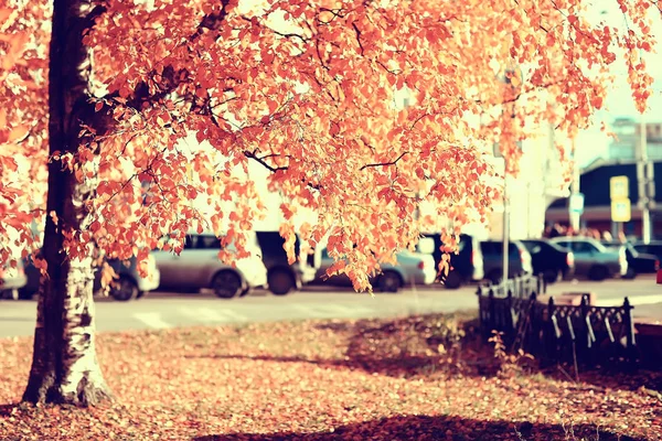 Autumn Landscape Park Seasonal Yellow Landscape Sunny Park Fallen Leaves — Stock Photo, Image