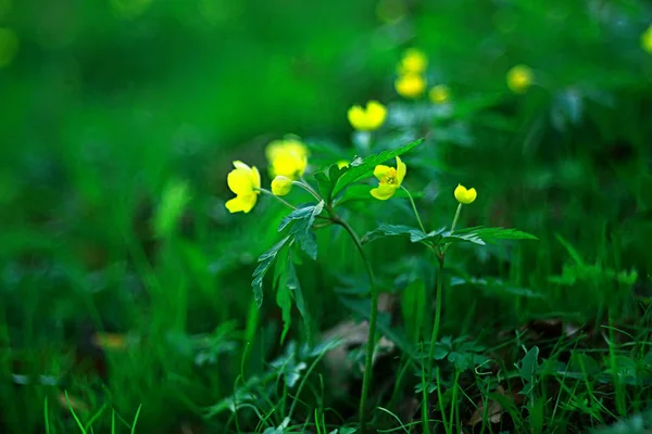 黄油杯花卉背景 抽象背景季节性 自然花 黄色野花 — 图库照片