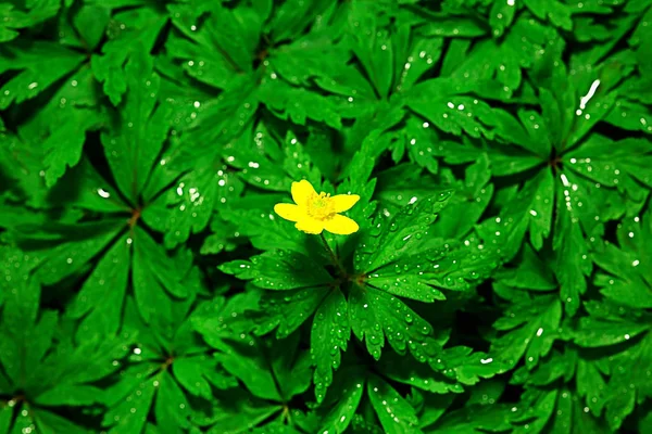 黄油杯花卉背景 抽象背景季节性 自然花 黄色野花 — 图库照片