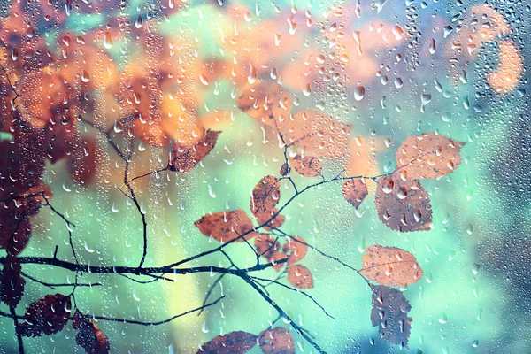 Regen Fenster Herbst Park Zweige Blätter Gelb Abstrakt Herbst Hintergrund — Stockfoto