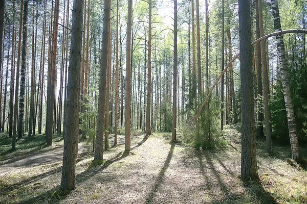 Jarní Lesní Krajina Sezónní Zelené Zázemí Lesa Svěží Jarní Slunná — Stock fotografie