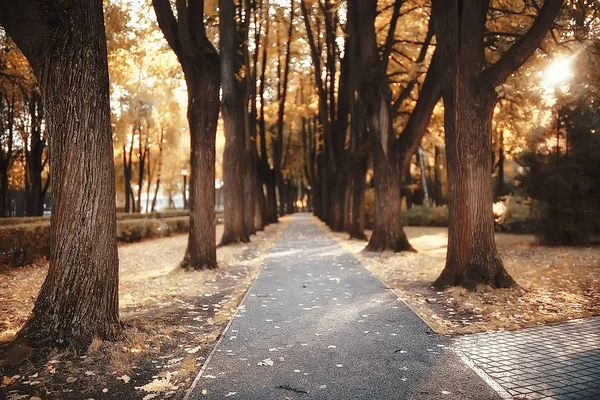 Piękny Park Jesienny Krajobraz Las Drzewa Żółte Liście Krajobraz Jesienny — Zdjęcie stockowe