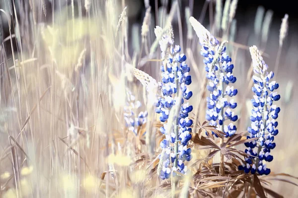 Tarlada Lupins Yaz Çiçekleri Mor Kır Çiçekleri Doğa Yaz Aylarında — Stok fotoğraf