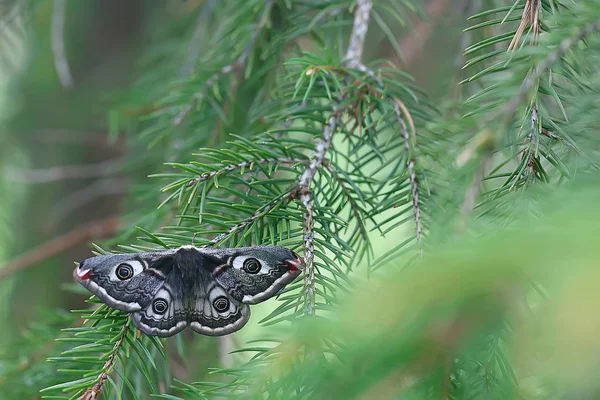 Schmetterling Pfauenauge Nachtaktiv Insekt Schöner Schmetterling Pfauenauge Freier Wildbahn — Stockfoto