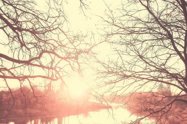 dalları sarı arka plan / soyut mevsimsel arka plan düşen güzel fotoğraf yaprakları bırakır bırakır