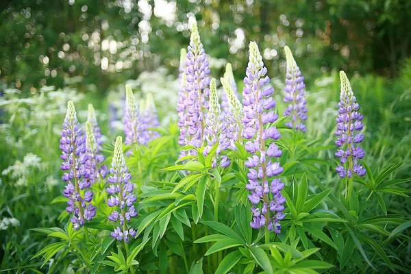 lupins in the field / summer flowers purple wild flowers, nature, landscape in the field in summer