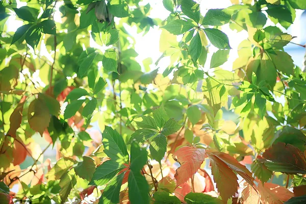 Grüne Zweige Blätter Hintergrund Abstrakte Ansicht Saisonale Sommer Wald Laub — Stockfoto