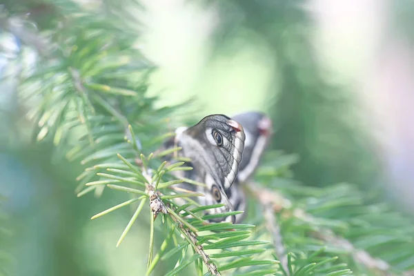 Schmetterling Pfauenauge Nachtaktiv Insekt Schöner Schmetterling Pfauenauge Freier Wildbahn — Stockfoto