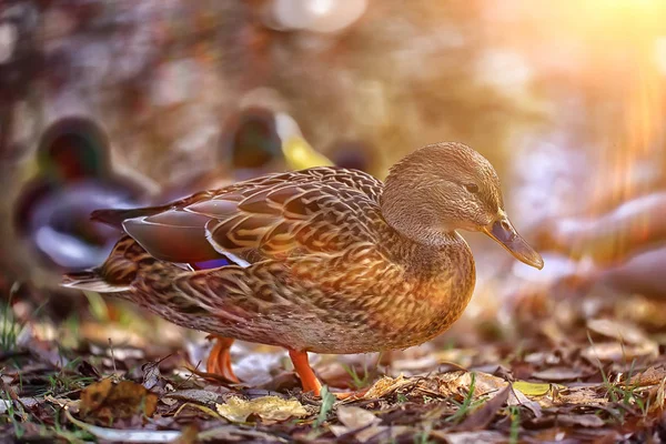 Kachní Podzimní Park Jezírko Rybníka Parku Mallard Stěhovavý Pták — Stock fotografie