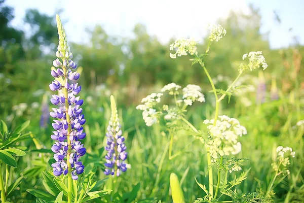 村の風景ワイルドフラワー 大きな野原と空の風景 紫色の花野生動物 — ストック写真