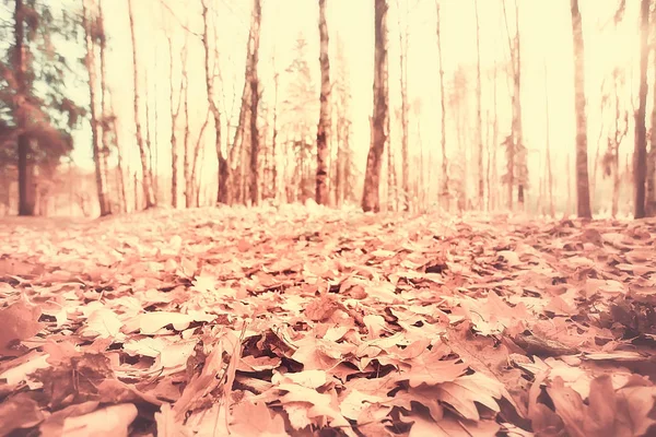 Feuilles Jaunes Bokeh Fond Saisonnier Belles Feuilles Automne Branches Jaunes — Photo