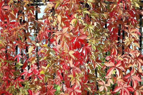 Güzel Sonbahar Parkı Manzara Orman Sarı Yeşillik Ağaçlar Sonbahar Manzara — Stok fotoğraf