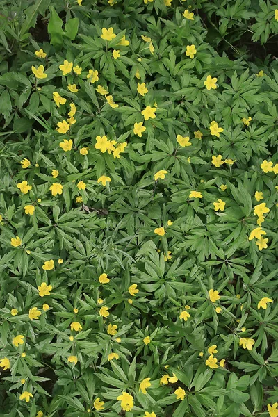 Buttercups Flores Fondo Fondo Abstracto Estacional Primavera Verano Flor Naturaleza — Foto de Stock