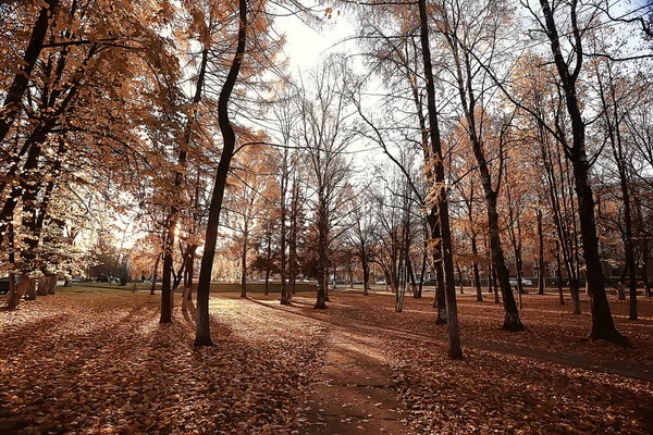 Herbstlandschaft Park Saisonal Gelbe Landschaft Sonniger Park Mit Abgefallenen Blättern — Stockfoto