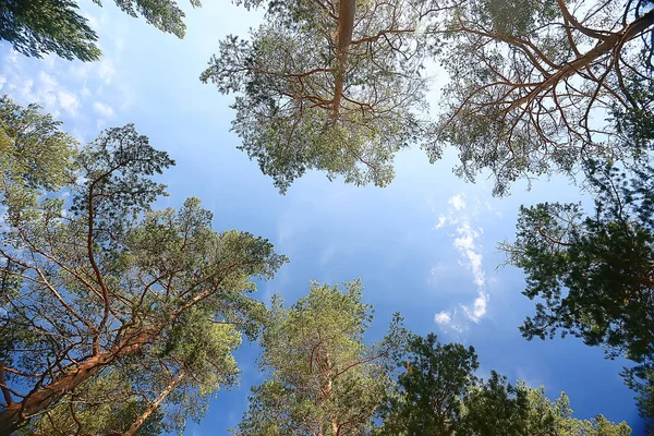 Foresta Autunnale Nord Paesaggio Nella Foresta Autunnale Nord Vista Sulla — Foto Stock