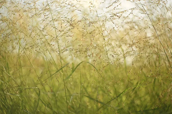 Sfondo Verde Erba Sfondo Astratto Natura Vegetazione Verde Fresco Campo — Foto Stock