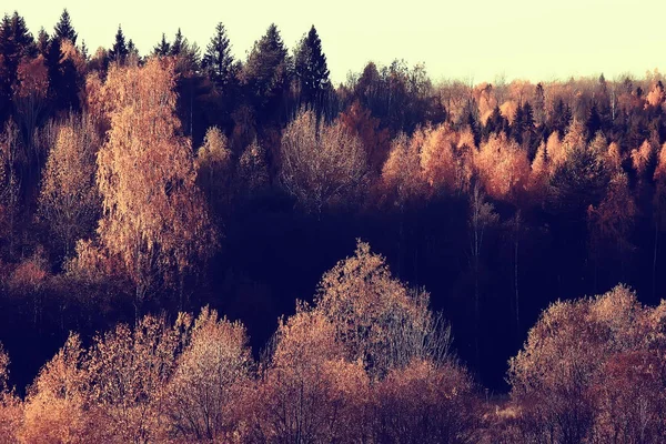 Hermoso Paisaje Bosque Del Parque Del Otoño Árboles Follaje Amarillo —  Fotos de Stock