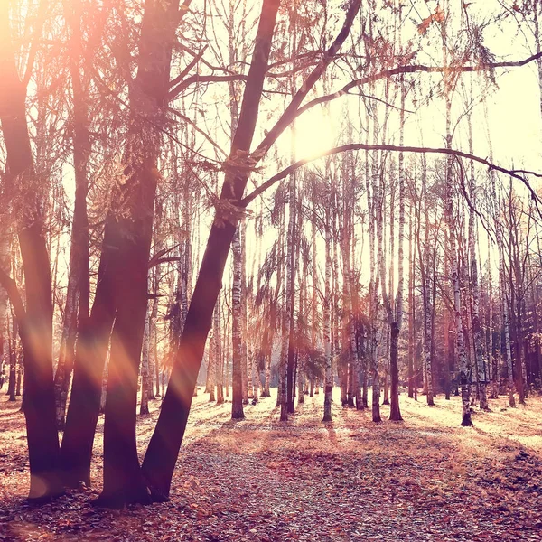 秋の公園の太陽の風景 黄色い公園の季節の秋の風景 10月の日没時の太陽の光 — ストック写真