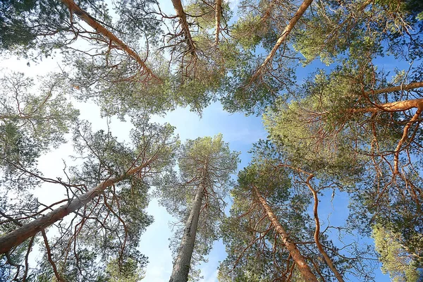 夏の森の風景 緑の木夏の景色 森の中のハイキング 晴れた日 — ストック写真