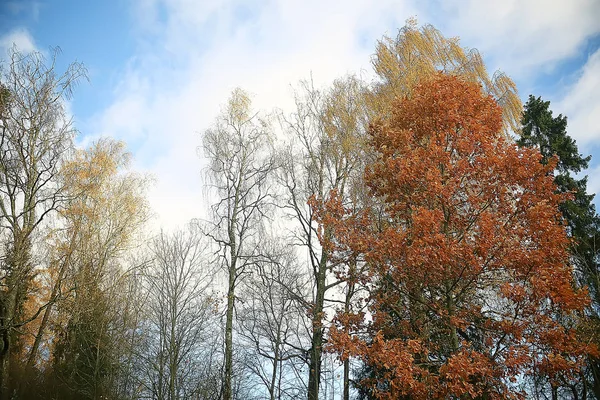 Olhar Para Cima Ramos Árvores Outono Fundo Abstrato Paisagem Outono — Fotografia de Stock