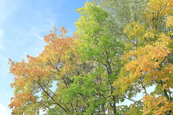 Buscar Ramas Árboles Otoño Fondo Abstracto Paisaje Otoño Hojas Amarillas —  Fotos de Stock