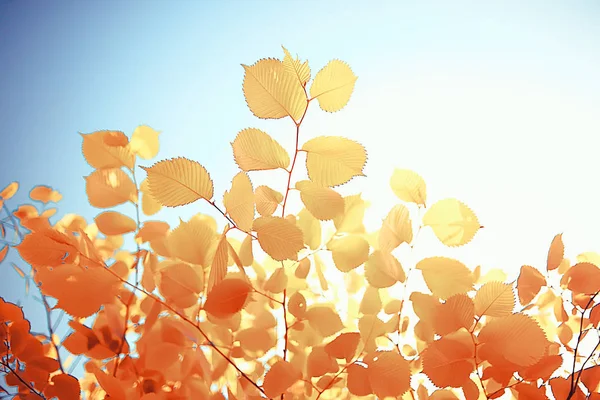 Pozadí Žlutá Listy Abstrakt Sezónní Pohled Padající Listí Říjnové Pozadí — Stock fotografie