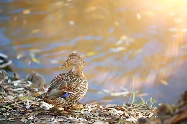 Kachní Podzimní Park Jezírko Rybníka Parku Mallard Stěhovavý Pták — Stock fotografie