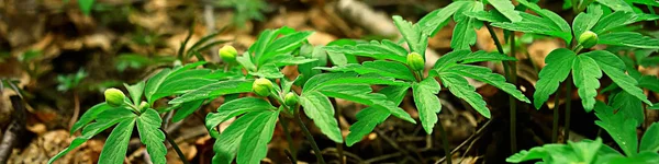 绿草叶顶景野田 夏季丛林 林草抽象视图 — 图库照片