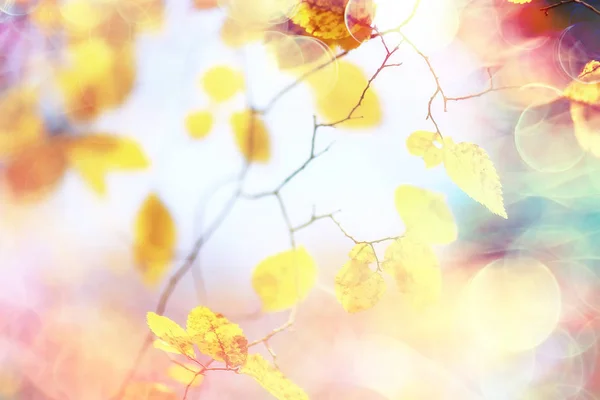 Feuilles Jaunes Bokeh Fond Saisonnier Belles Feuilles Automne Branches Jaunes — Photo