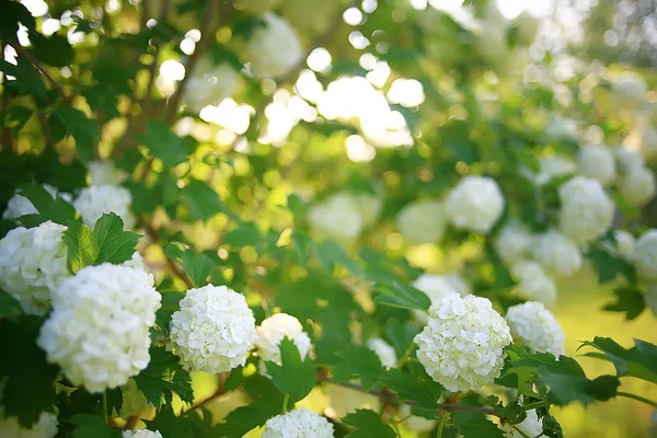 Viburnum Bulbana Esinesencenmin Στους Θάμνους Στον Κήπο Κήπο Θάμνοι Του — Φωτογραφία Αρχείου