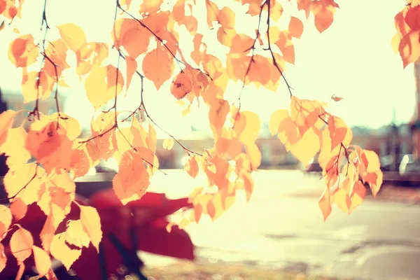 Yellow Leaves Bokeh Seasonal Background Beautiful Autumn Leaves Yellow Branches — Stock Photo, Image
