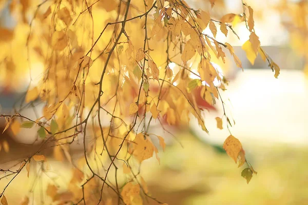 Feuilles Jaunes Bokeh Fond Saisonnier Belles Feuilles Automne Branches Jaunes — Photo