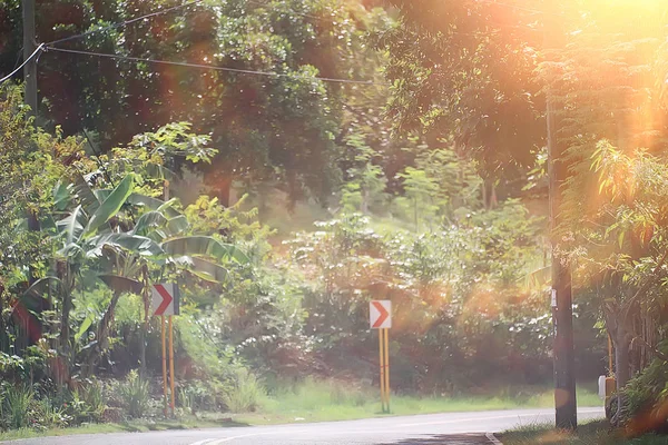 여름보기 숲에서 하이킹 화창한 — 스톡 사진