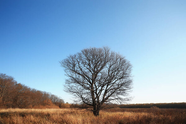 landscape in the autumn park / concept nature seasonal landscape season, autumn, forest, trees Indian summer